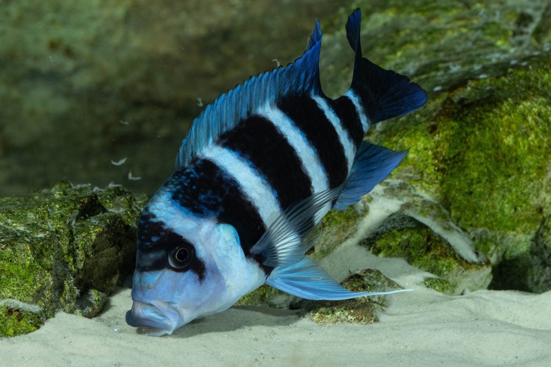 Cyphotilapia gibberosa 'Mtoto' (Moba)